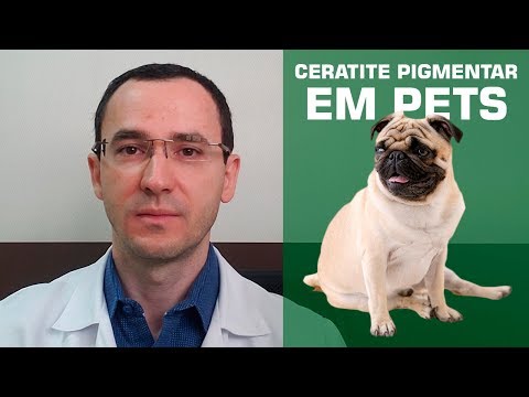 Vídeo: Ceratite Pigmentar Em Pugs No Reino Unido: Prevalência E Características Associadas