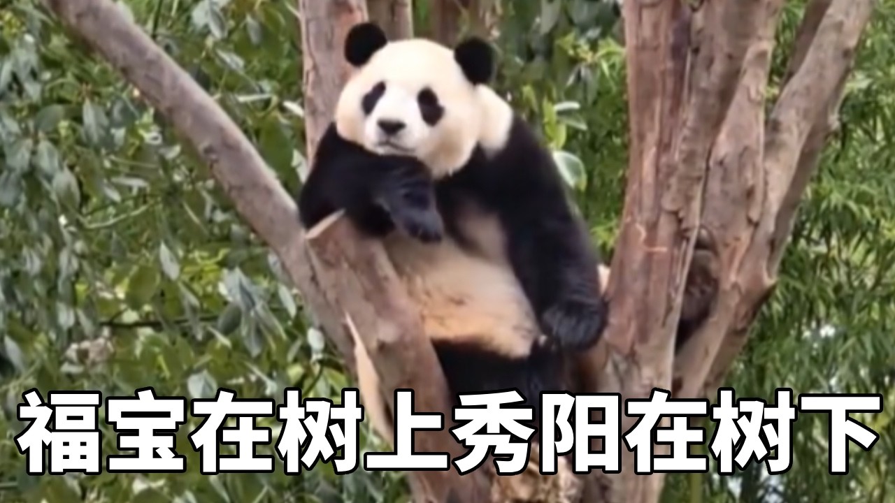 福宝在树上秀阳在树下的样子，和爱宝乐宝当年一模一样，不禁让人触景生情！#爱宝乐宝 #秀阳 #福宝