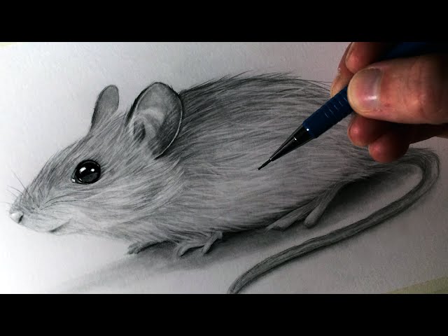 How to Draw a Magic Mouse