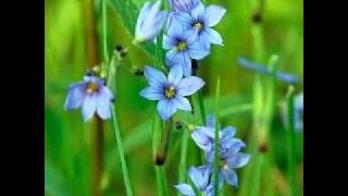 Bunga ditepi jalan -sheila on 7- tribute to Koes Plus