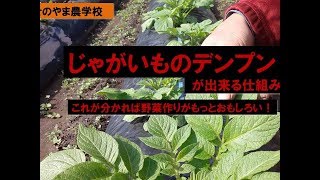 じゃがいものデンプンが出来る仕組み！