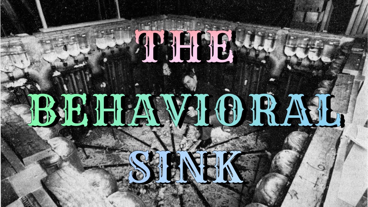 THE BEHAVIORAL SINK - YouTube