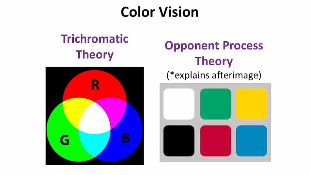 Psychology lecture in hindi  Theories of Colour Vision  YouTube