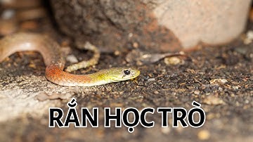Rắn Hoa Cỏ Cổ Đỏ – Loài Rắn Tích Độc Từ Con Mồi / rắn học trò, rắn hổ lửa, nữ hoàng bóng đêm