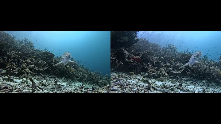 sciadv adr3686 movie s1