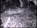 (Part 3) BBC Autumnwatch 2012 - Episode 2