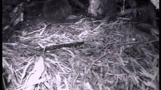 (Part 3) BBC Autumnwatch 2012 - Episode 2