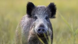 MONSTER *WILD BAR HOG* Catch and Cook (FREE RANGE HUNT) screenshot 2