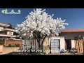 Large White Fake Cherry Blossom Tree丨Commercial Decor 丨Artificial Decorative Tree