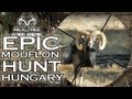 EPIC Mouflon Hunt in Hungary