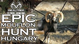 EPIC Mouflon Hunt in Hungary