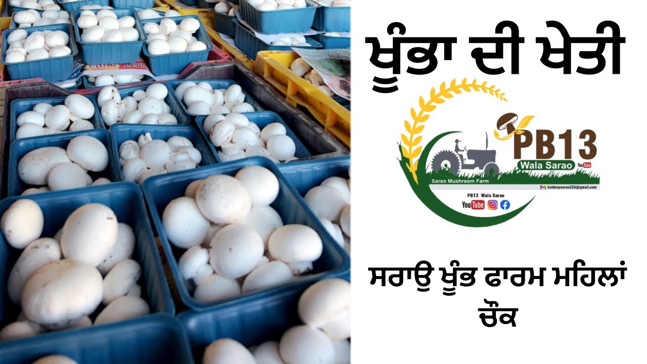 #pb13 wala sarao#viral#viralvideo#punjabi#punjab