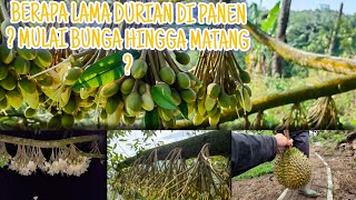 BERAPA LAMA DURIAN DI PANEN ? MULAI BUNGA HINGGA MATANG ?