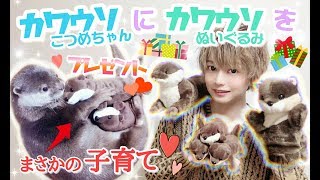 カワウソにカワウソのぬいぐるみを渡したらまさかの行動に…！！The result of giving the otter a stuffed animal !！