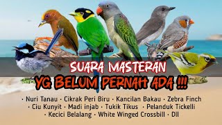 MASTERAN YG BELUM PERNAH ADA! Burung masteran kombinasi mudah masuk!