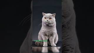 Những điều thú vị về Mèo Anh lông ngắn #meoanhlongngan #beoncare #khumuimeo #meo
