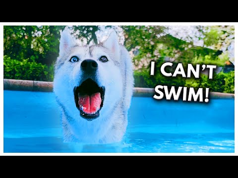 Video: Husky se naučí chodit po vodě