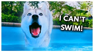 Husky FREAKS OUT While Learning to Swim!