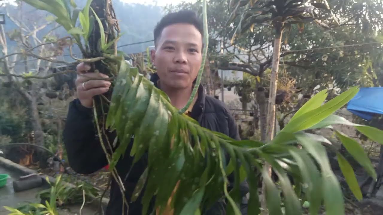 24/12 Zalo 0822681162 a thái bán lan va đam nâu và uyên ương, nguyên bản đẹp giá rẻ @LanRừngSìnHồ 