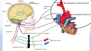 On target and Off target effects of Nifedipine