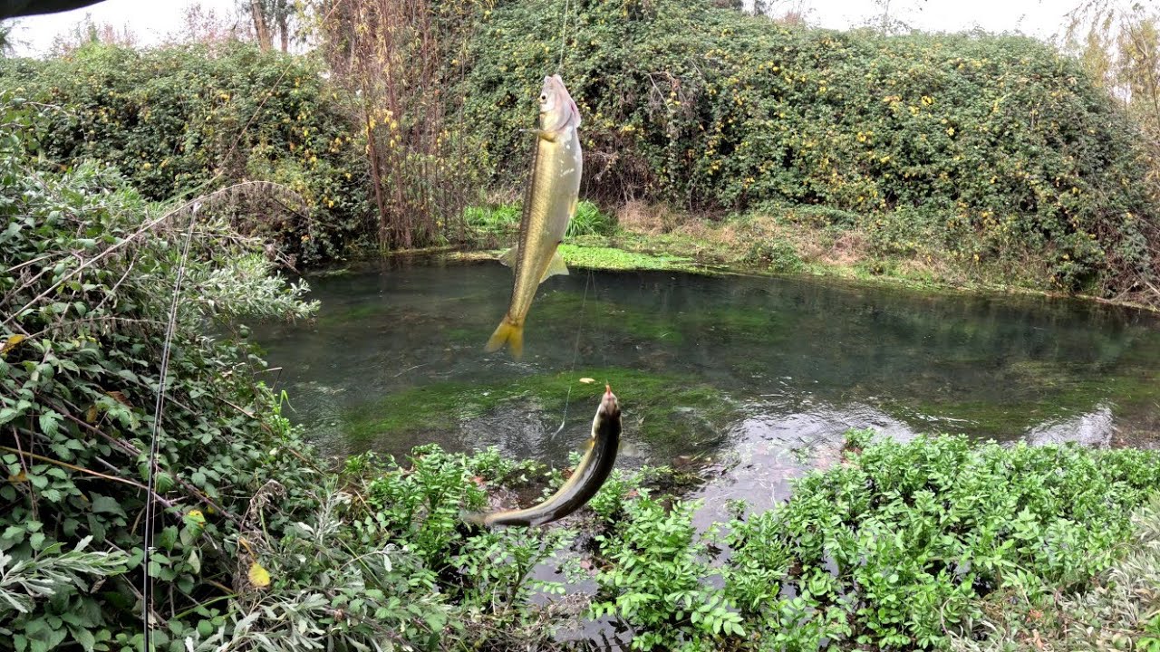 Pesca de Pejerrey Chileno en la V Región