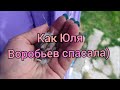 Как выглядят птенцы воробьев и сбор к отъезду.