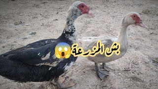 مميزات البش المصري أو البط المسكوفي Muscovy ducks 🦆