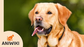 Labrador Retriever | Todo Lo Que Debes Saber | Curiosidades y Hechos Interesantes!