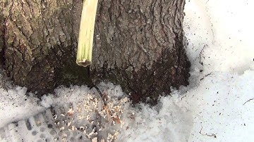 Maple Tree Tapping