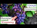 Урожай и особенности винограда Изюминка. Дополнение