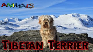 Animals video |  what are | facts about Tibetan Terriers dogs  | facts about