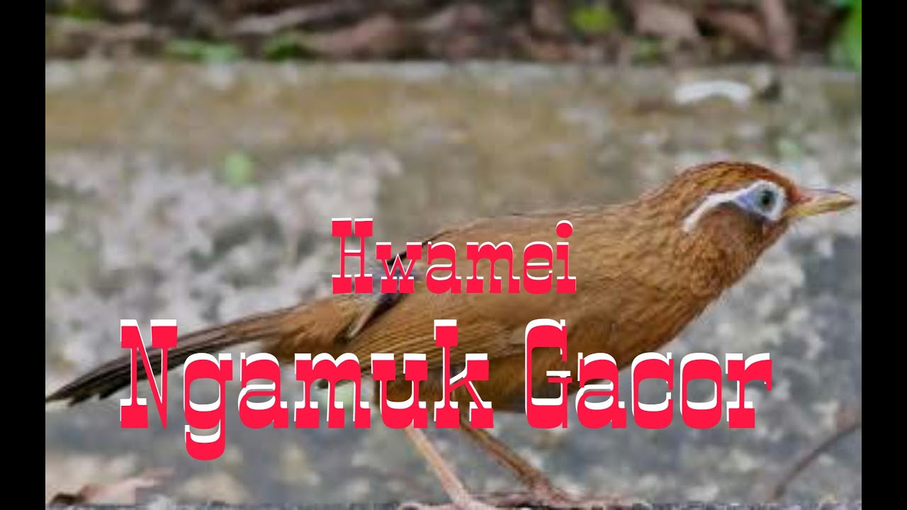Burung Hwamei/Wambi Ngamuk Gacor 