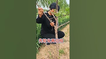 To pull fruit tree branches, soften them first and use a branch puller#Fruit tree branch puller