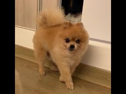 Dau Dau's spine and nerve regeneration journey