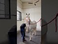 Horse Saved From Amputation