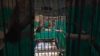 Download Lagu Lolohan Tledekan - Bandung Barat  - Anis Binbin    Bodi super Jumbo.. MP3