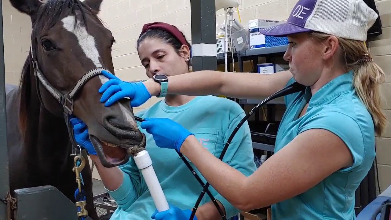 Horse with a Runny nose Vet visit for Gutteral Pouch flushing YouTube