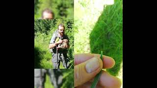 Worlds Rarest Pine, Pinus Peuce