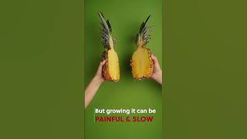 BS - How To Series: How to get more listeners on Spotify? Episode 3