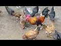 Hens-🐦 Gallinita Ciega 🐦 Fighting Food