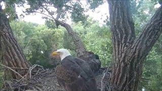 Decorah Eagles- Eaglet Meets Mom At Nest For Breakfast