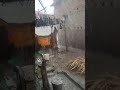 odhani ke core se apan poochha lor