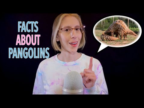 ASMR | Facts about Pangolins - whisper