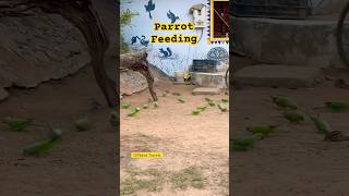Indroda Nature Park ,Gandhinagar| Vlog 25|Colorful Parrot|Nature Bird Video #offbeattravels #parrot