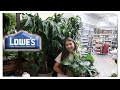 Getting Started With Houseplants This Summer at Lowes