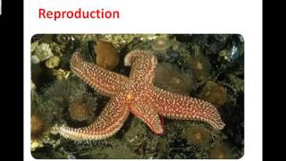 Unit 6 Echinoderms