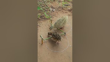quick bird trap DIY #shortvideo #shorts #ytshorts