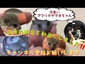 STAGE126回目2019年ゆー★Exotic Breeding★【～自己流～アフリカヤマネの飼育編】