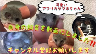 STAGE126回目2019年ゆー★Exotic Breeding★【～自己流～アフリカヤマネの飼育編】