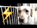 雷が鳴ったときのきなこの様子。ラブラドール ⚡️Thunder